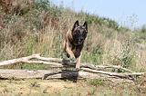 MALINOIS 213